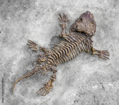 Seymouria fossil closeup photo