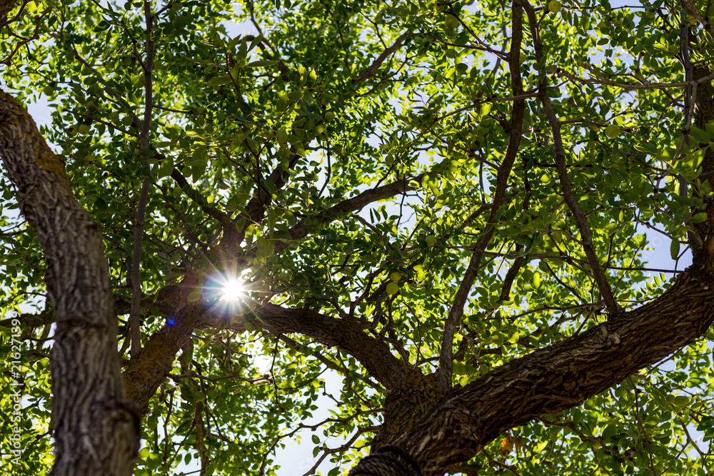 Obraz premium Background of branches with leaves next to the sun