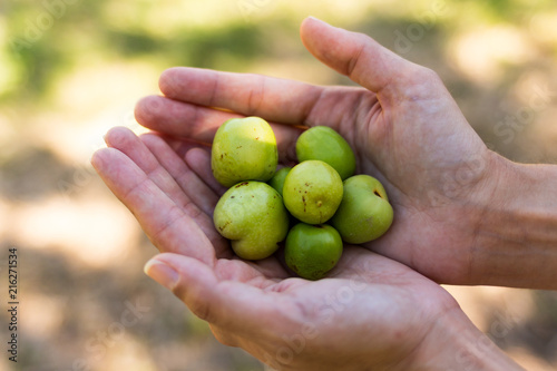 Hands taking a handful of green fruits