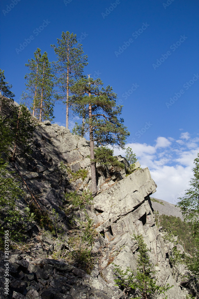 Kiefern auf einer Felskante im Pyhä-Luosto Nationalpark, Finnland Kiefern auf einer Felskante im Pyhä-Luosto Nationalpark, Finnland