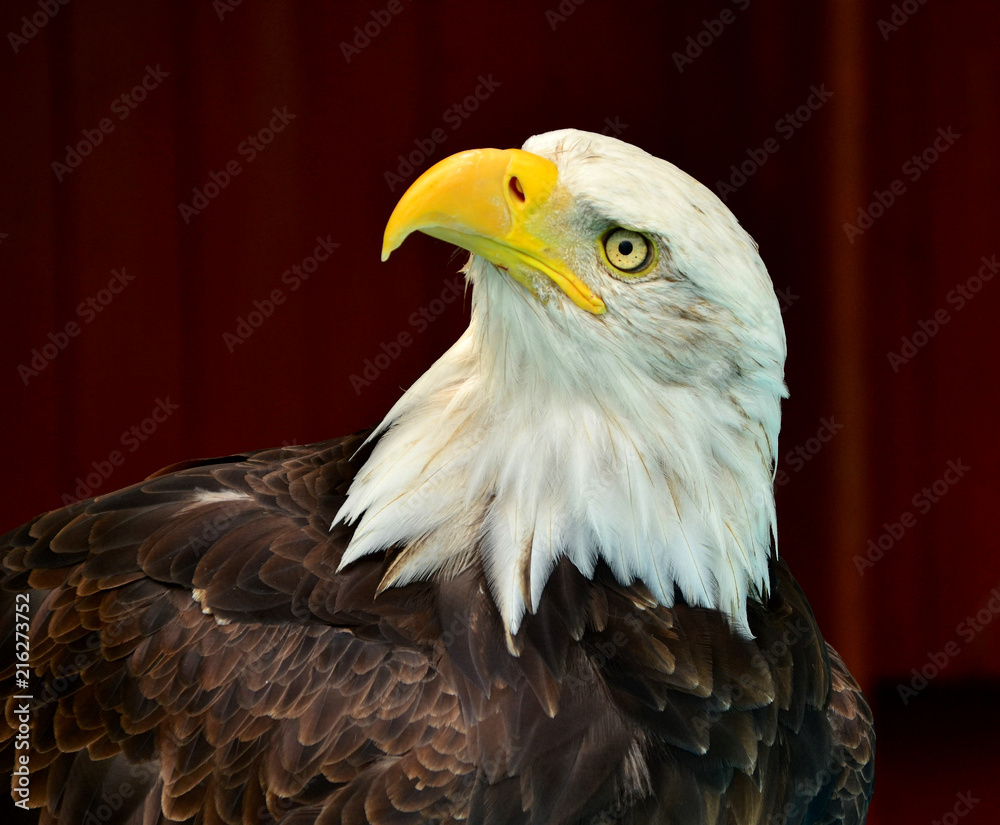 Obraz premium Bald Eagle