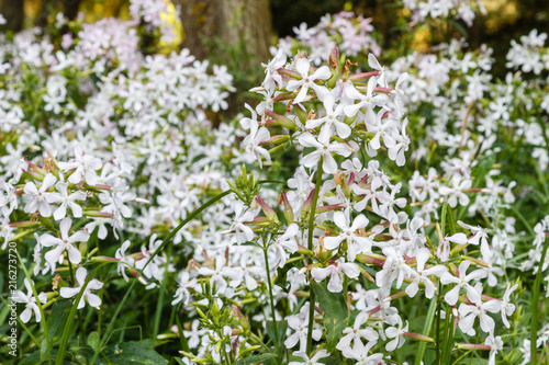 Plantas con flores de Jabonera. Saponaria officinalis.