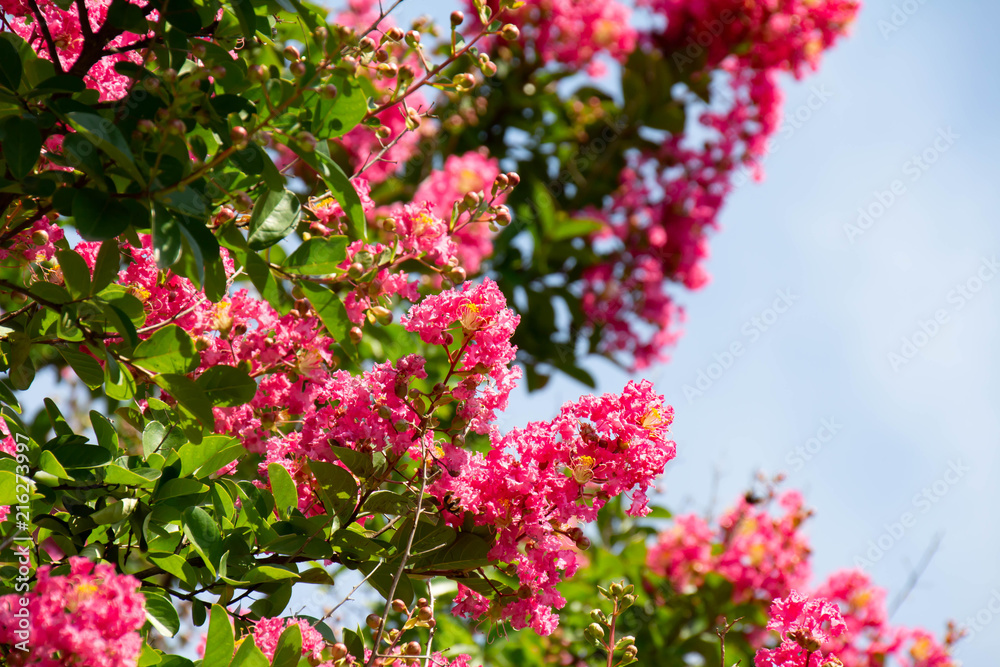 夏の日差しのもと鮮やかに咲く百日紅の花