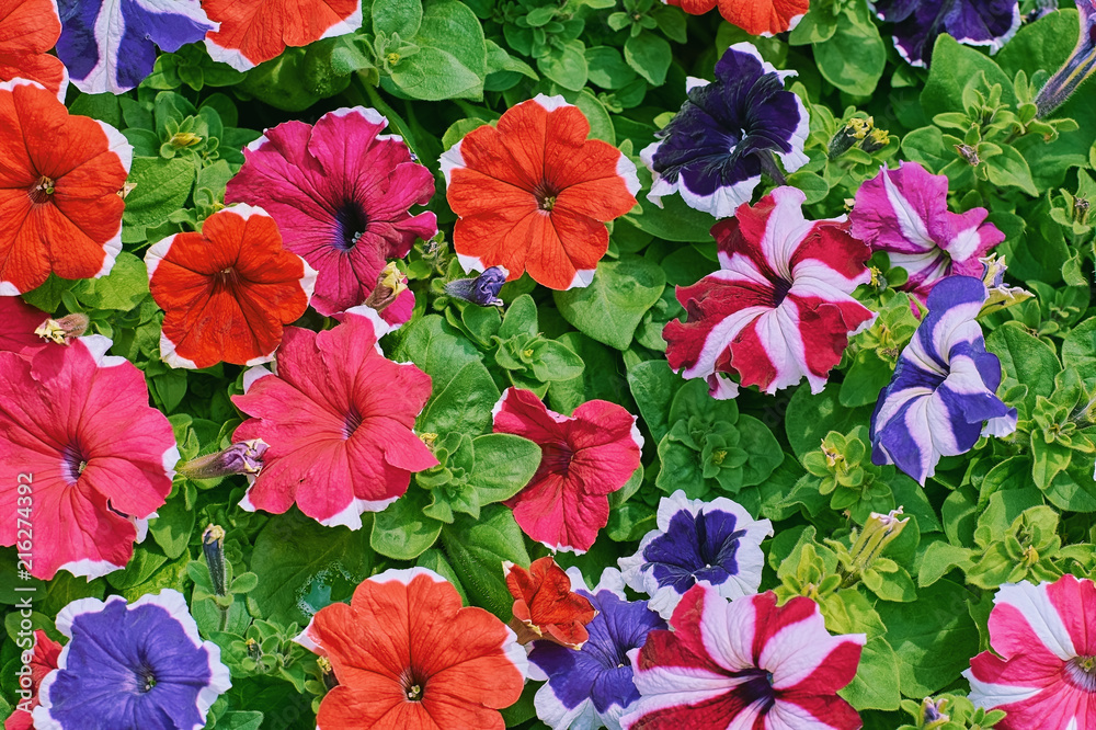 Petunias Different Colors Petunias Different Colors