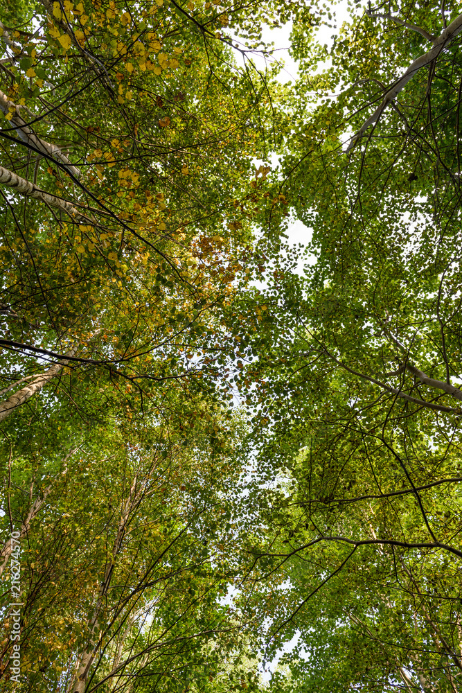 Fototapeta premium green trees