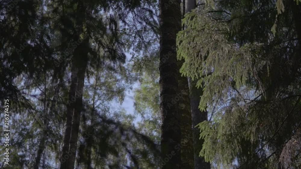 Coniferous Forest On Background Of Sky Coniferous Forest On Background Of Sky