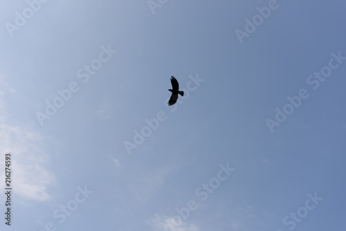 bird in sky