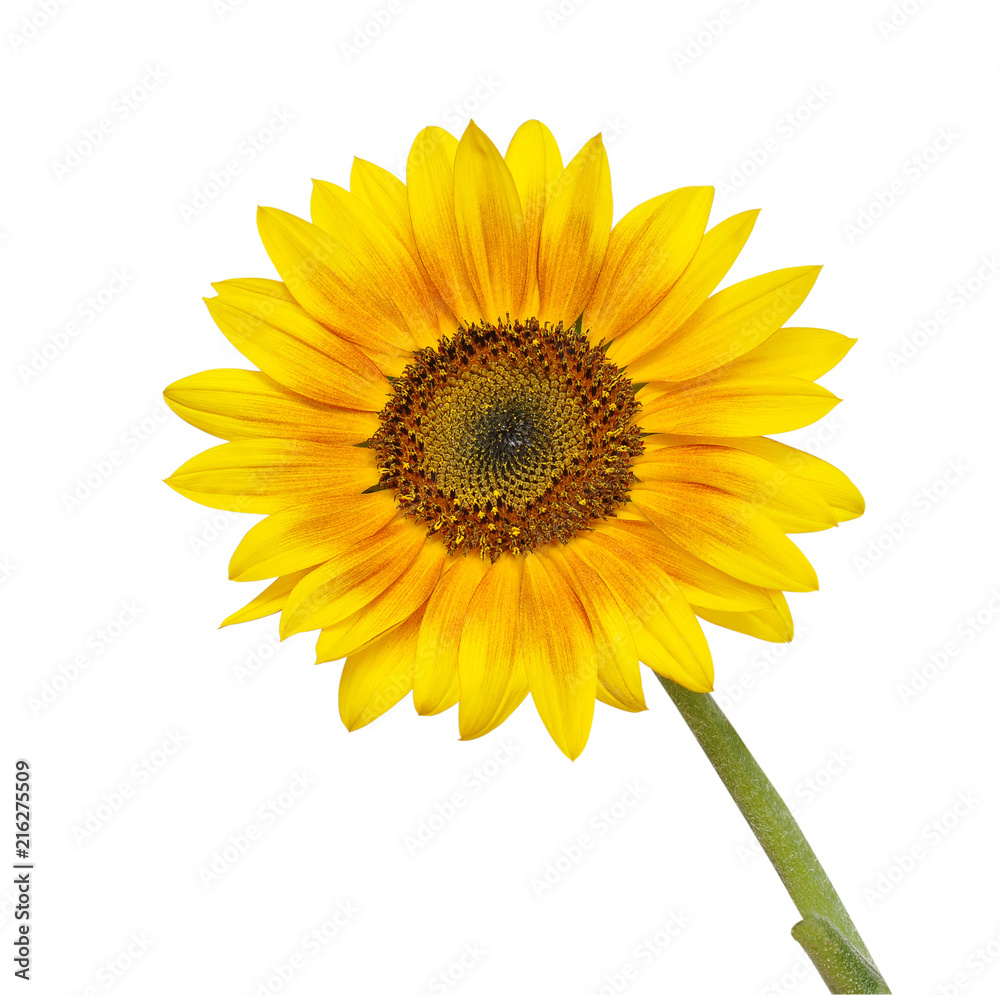 Obraz premium sunflower