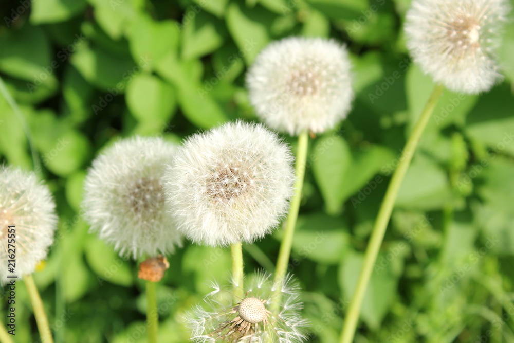 Mehrere Pusteblumen (Löwenzahn) auf einer Wiese Mehrere Pusteblumen (Löwenzahn) auf einer Wiese