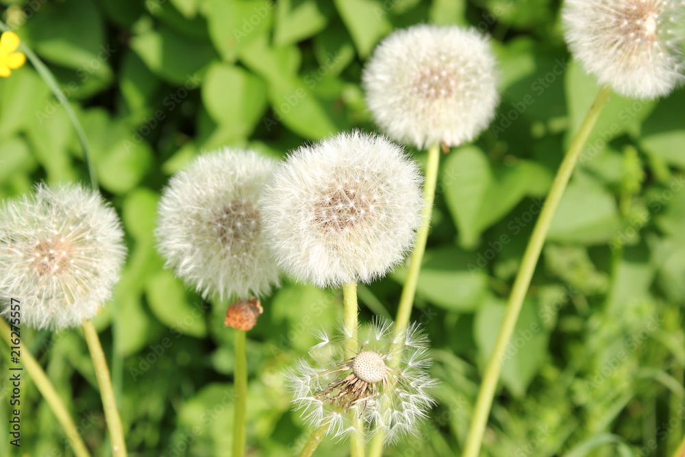 Löwenzahn als Pusteblume