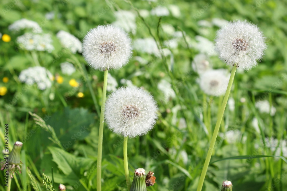 Eine Wiese voller Löwenzahn (Pusteblume) Eine Wiese voller Löwenzahn (Pusteblume)
