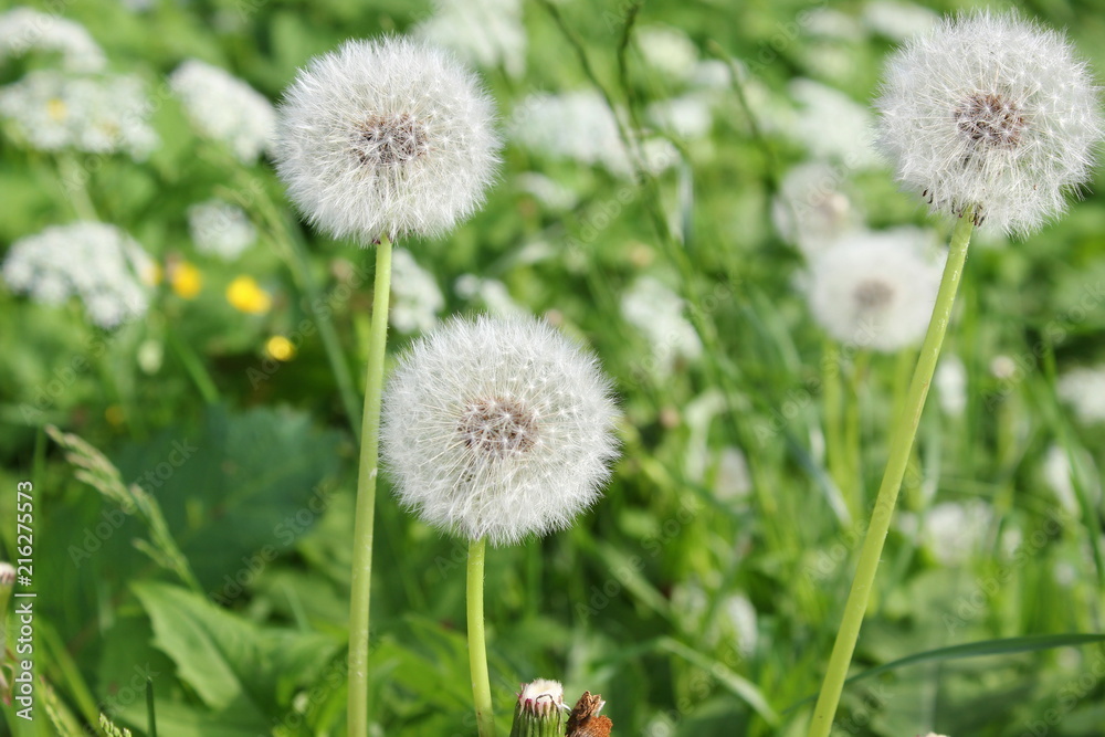 Abgeblühter Löwenzahn wird zur Pusteblume Abgeblühter Löwenzahn wird zur Pusteblume