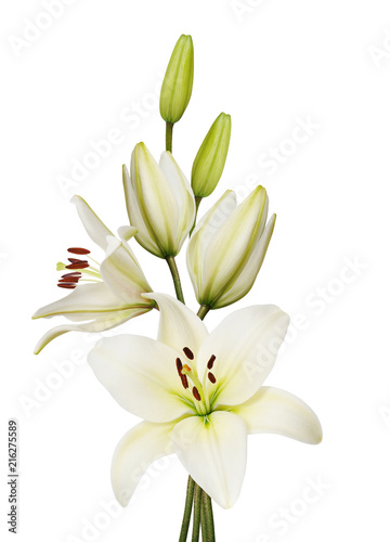 lily flower Fototapet