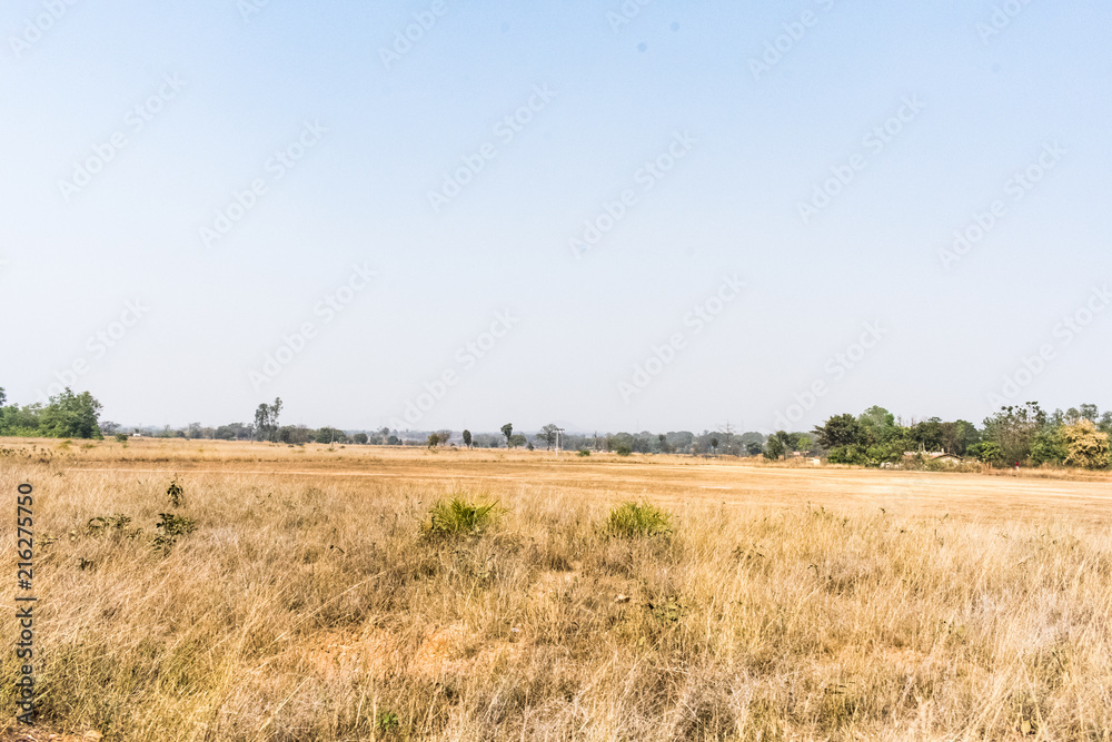 Dry Paddy field after harvest close view of paddy straw & forest trees in the background. Dry Paddy field after harvest close view of paddy straw & forest trees in the background.