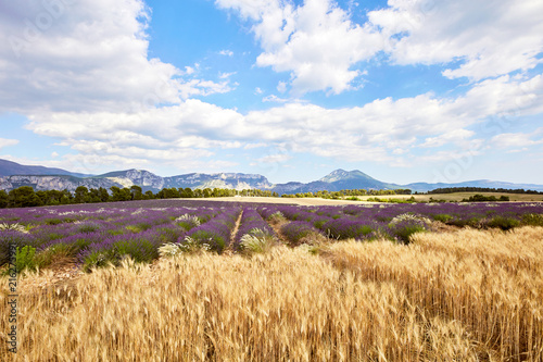 Provence, Lavender field, moustiers road, france photo