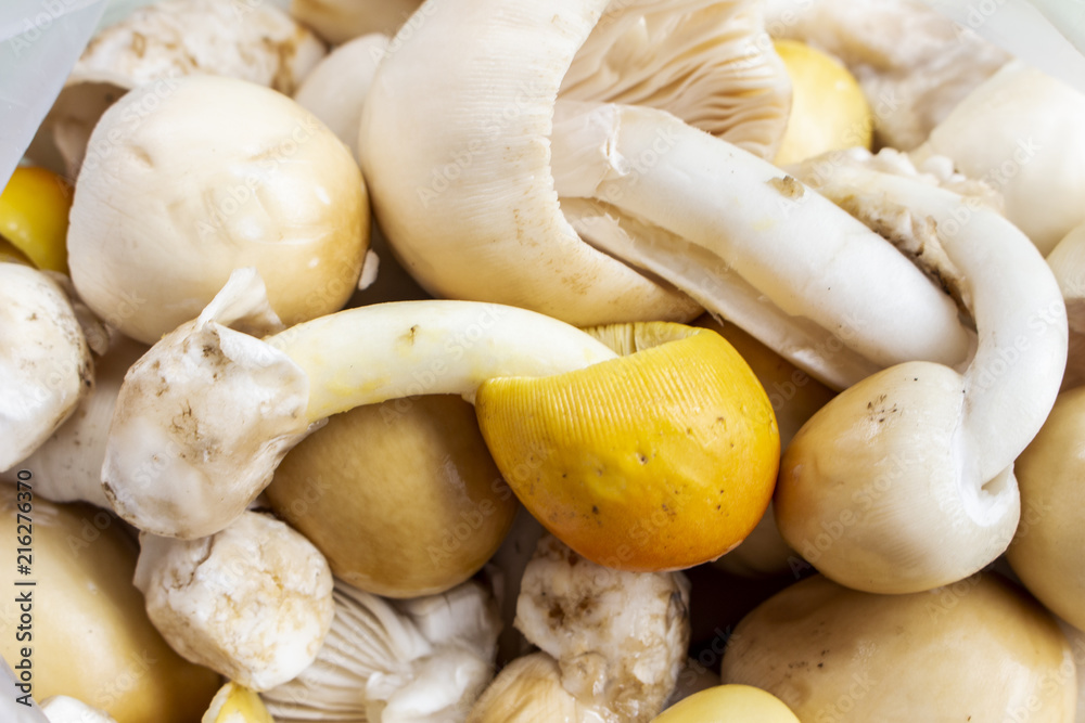 mushroom fresh tasty ingredient thailand closeup mushroom fresh tasty ingredient thailand closeup