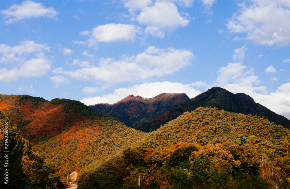 Lush colourful autumn forest of Taebaek Mountains, Gangwon-do, South Korea