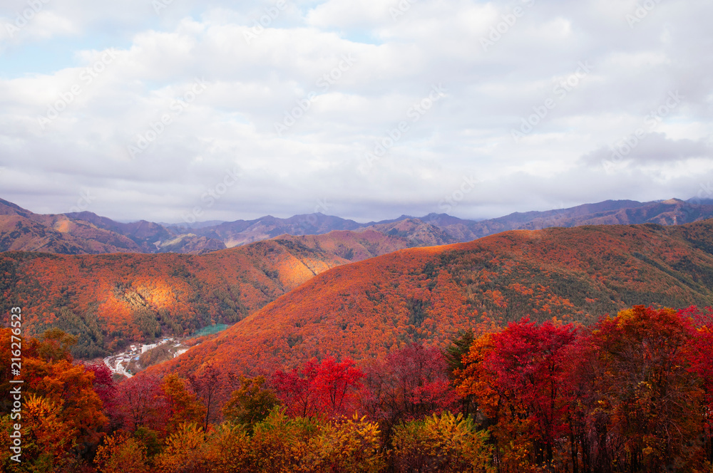 Lush colourful autumn forest of Taebaek Mountains, Gangwon-do, South Korea