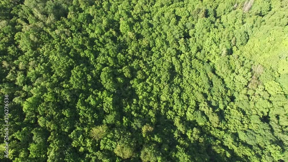 Aerial top view of summer green trees in forest. Aerial top view of summer green trees in forest.