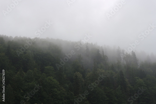 fog. mountain. soul. forest. tree