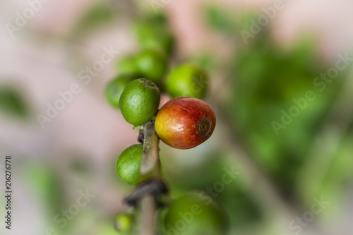 coffee tree beans plant closeup blur