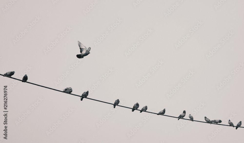 a bird flying away from wire on which other birds were sitting a bird flying away from wire on which other birds were sitting