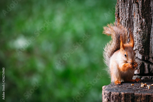 Fotografie squirrels eat nuts on a stump in summer