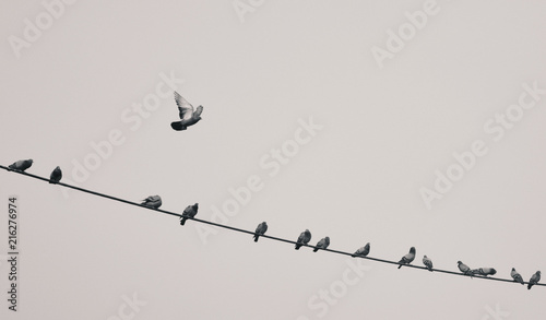 a bird flying away from wire on which other birds were sitting