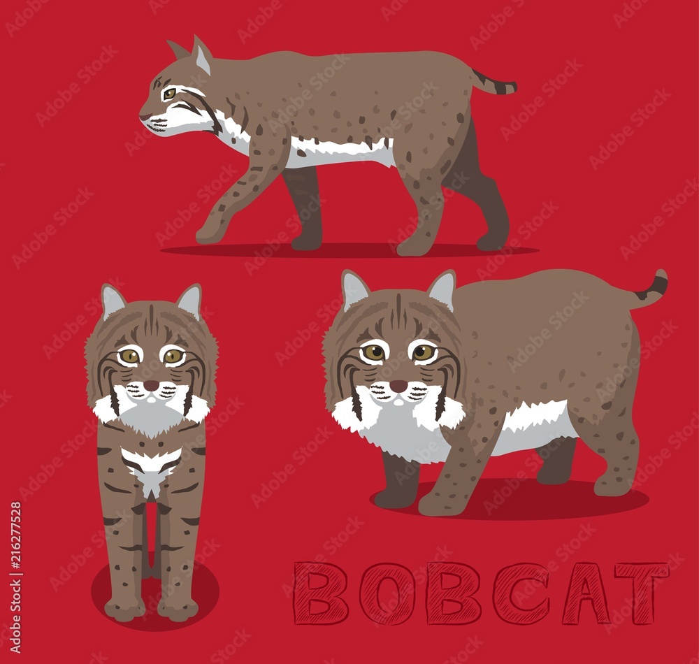 Obraz premium Bobcat ilustracja kreskówka wektor
