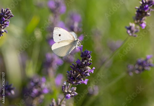 Butterfly on a lavender plant