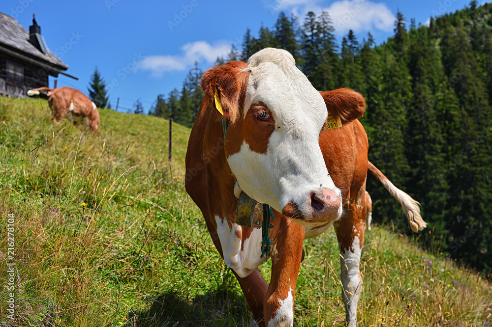 Kuh auf einer Almwiese