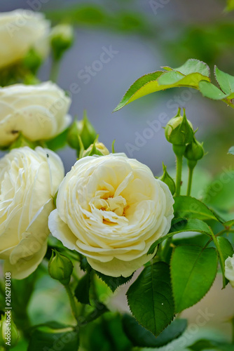Bushy white roses in the garden 3
