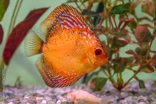 A front view of a orange Discus fish in an aquarium, swimming rightward with some plants in the background and a Albino Corydora over the substrate
