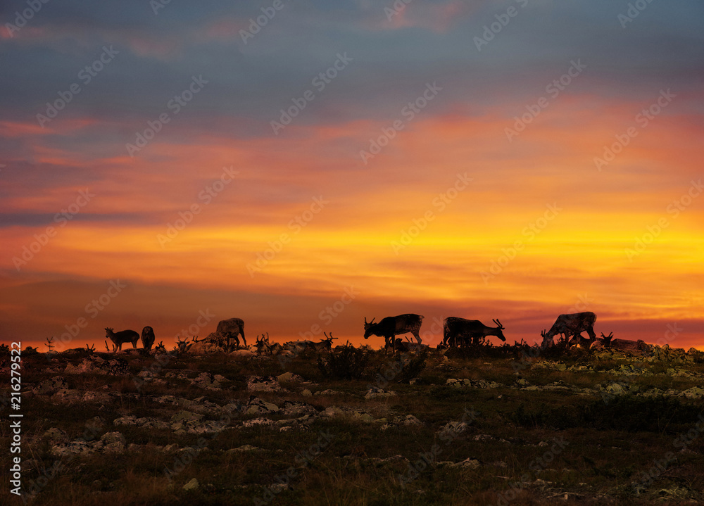 Obraz premium Reindeers in Lapland midnight sun
