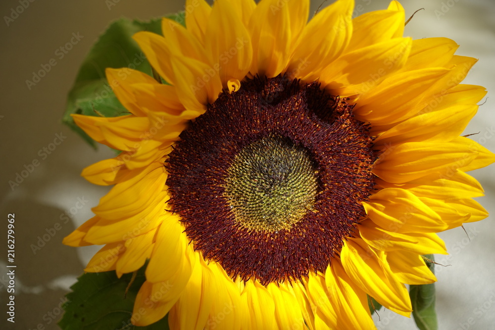 Obraz premium Sunflower