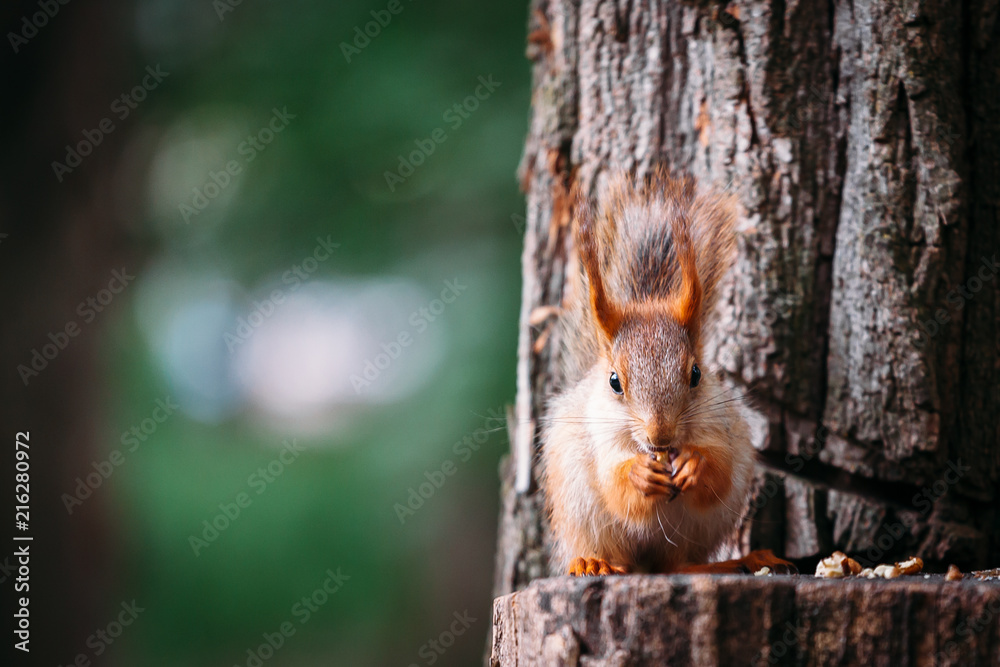 Cute ginger grey red squirrel eat nut in a park on a stump a tree in a public street. Copy space, empty for text.
the squirrel looks into the frame, to the camera.
squirrel looks straight Cute ginger grey red squirrel eat nut in a park on a stump a tree in a public street. Copy space, empty for text.
the squirrel looks into the frame, to the camera.
squirrel looks straight