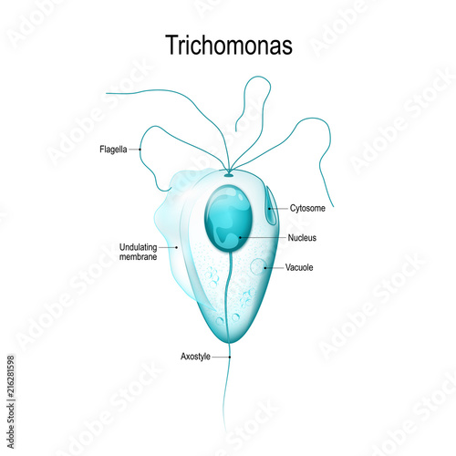 Structure of Trichomonas photo