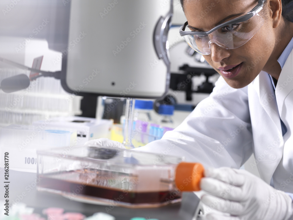 Biomedical Research, female scientist viewing stem cells developing in a culture jar during an experiment in the laboratory Biomedical Research, female scientist viewing stem cells developing in a culture jar during an experiment in the laboratory