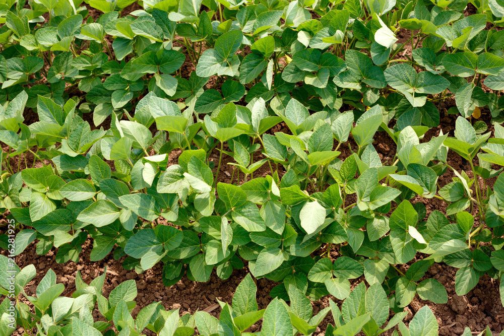 Rows of young soybean plants top view. Rows of young soybean plants top view.