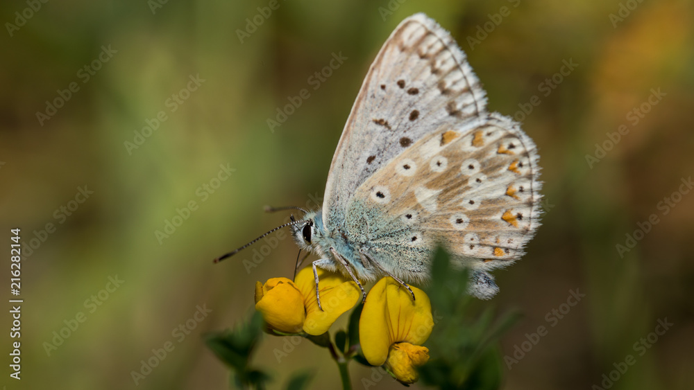 Schmetterling (Bläuling) auf gelber Blume Schmetterling (Bläuling) auf gelber Blume