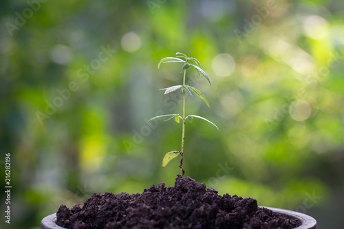 Baby cannabis plant. Vegetative stage of marijuana growing.