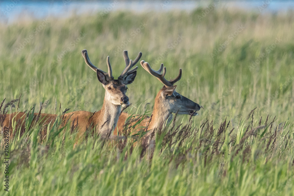 Obraz premium Rotwild am meer