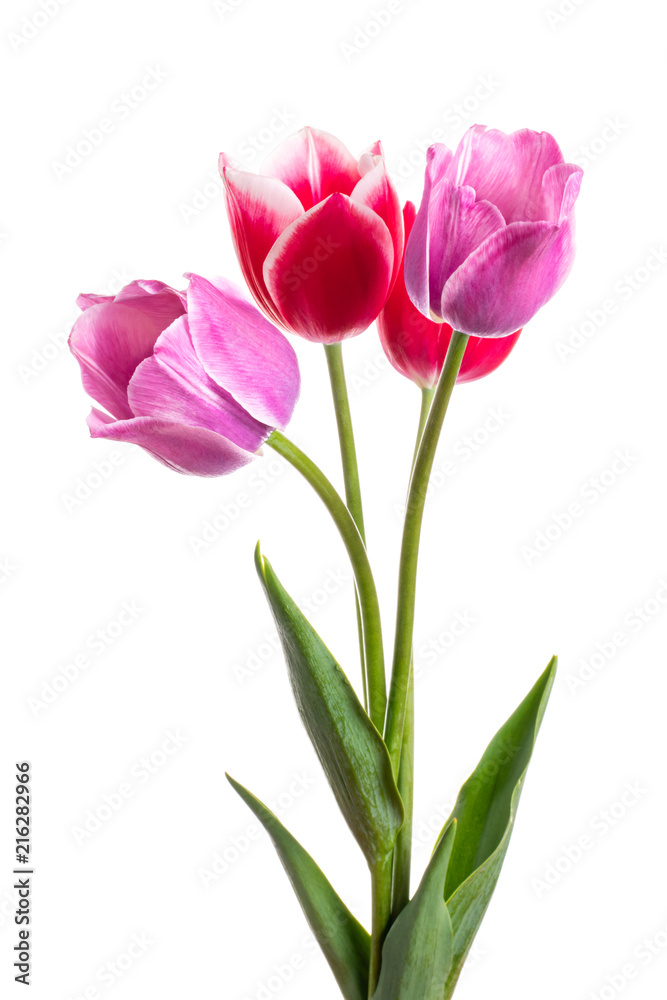 Flower composition with tulips isolated on a white background