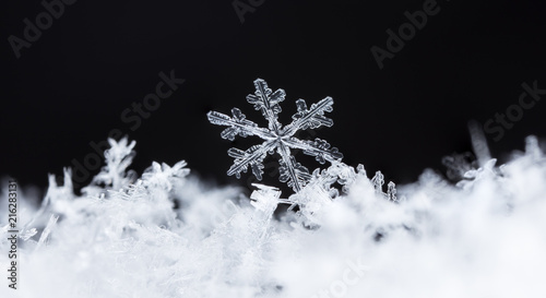 natural snowflakes on snow