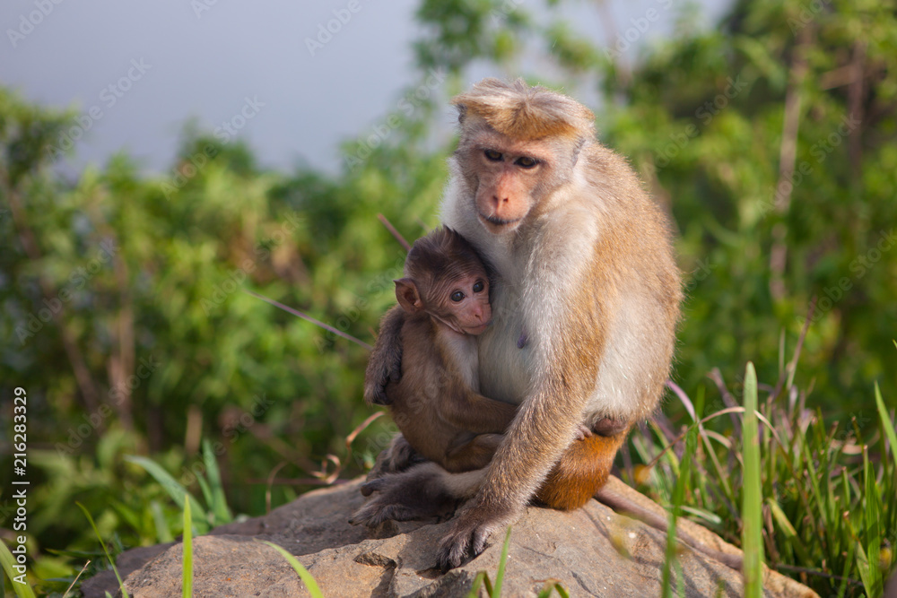 Fototapeta premium Zagraj w makaka