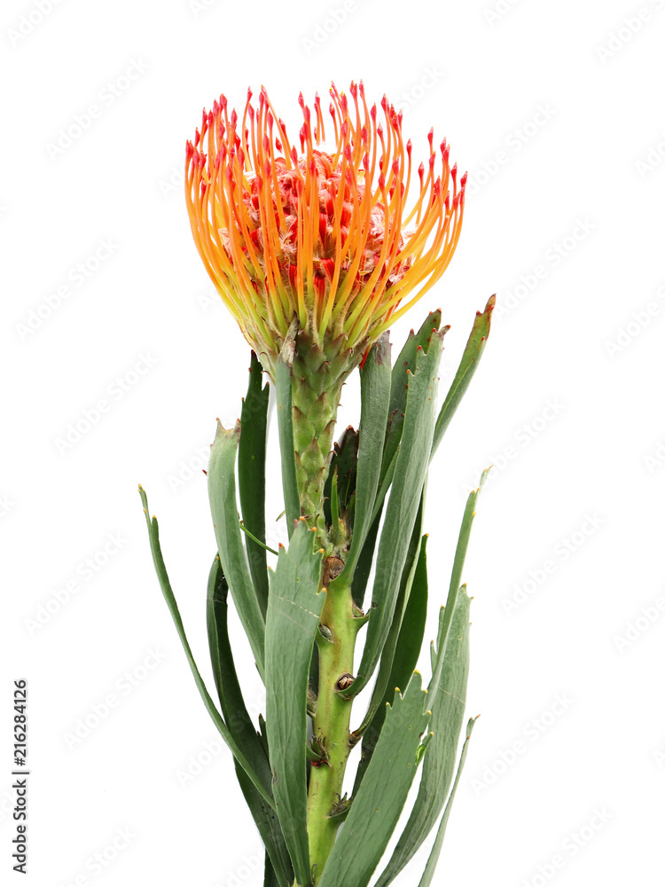 Fototapeta premium Beautiful protea flower on white background. Tropical plant