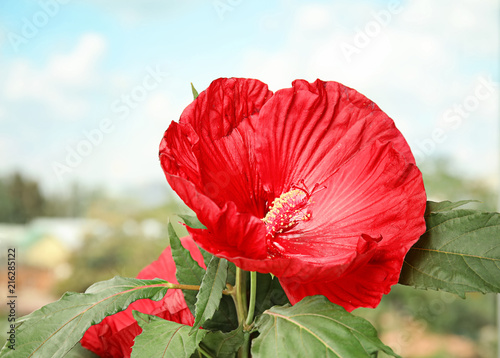 Canvastavla Beautiful red hibiscus flower near window indoors