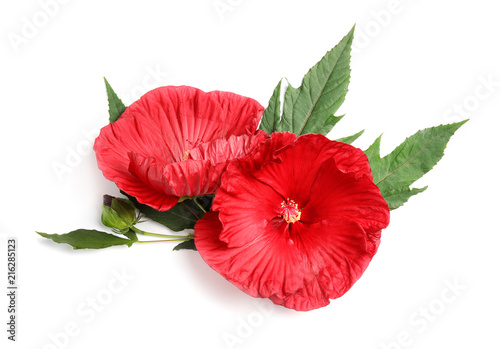 Beautiful red hibiscus flowers on white background