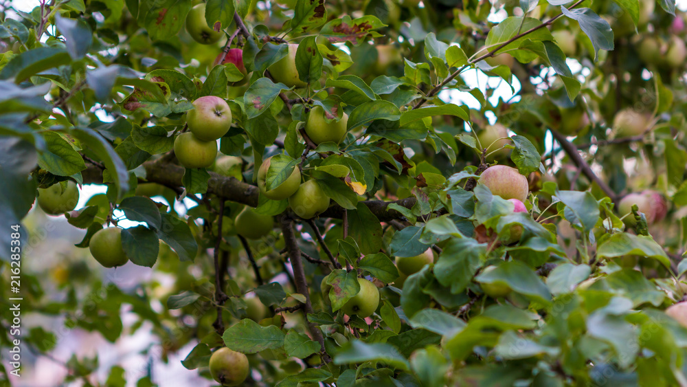 Quelques pommes sur un pommier