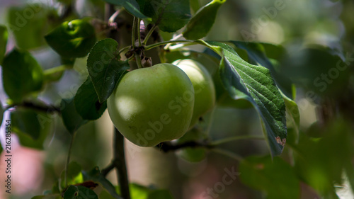 Pommes verte sur une branche